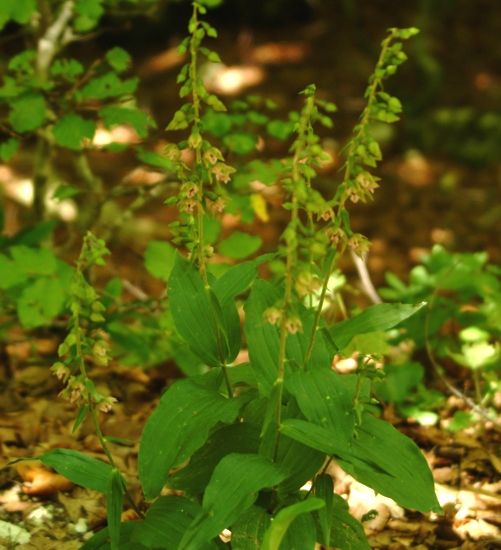 Epipactis helleborine e E. schubertiorum (?)